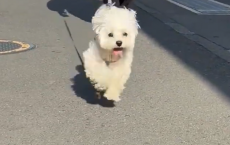 「いた～！！」と喜び爆発のワンちゃん、思わず抱きしめたくなるその姿に胸キュン