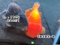 大好物の豆を仲間の金魚に食べられてしまった金魚の絶望