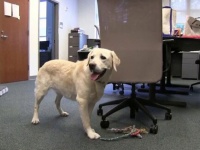 犬は人間と同じ脳の領域を使って数字を処理できることが判明（米研究）