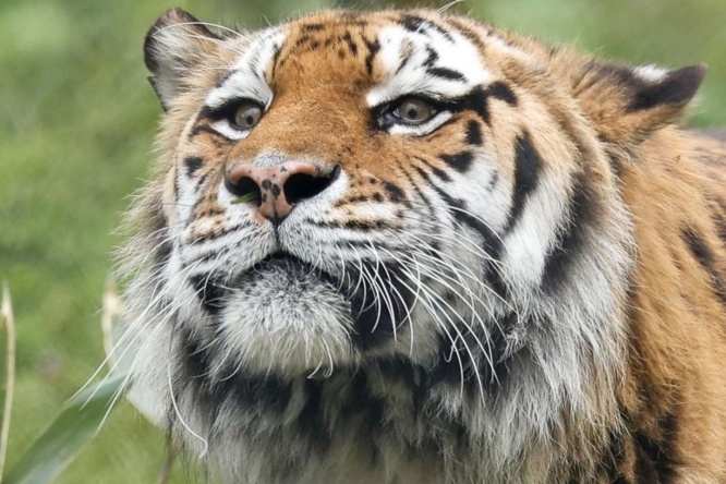 おや......？（画像はちょむ子＠animal_photos2さんのツイートより）