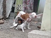 待ってろ今助ける！仲間の紐を噛みちぎって助け出した犬