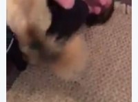 クリス・エヴァンスと愛犬ドジャーの再会の瞬間が感動的！【映像】