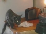 「チンッ」トーストに驚いて飛び跳ねる猫のリアクションが笑える！