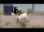 どうしてこうなった！　一つの壺に首がハマっちゃったヤギ２匹