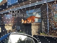 こいつ…誘ってやがる…帰宅した飼い主を玄関前で待ち受けるベンガルキャット