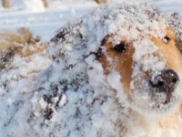 「体感温度マイナス3℃！」「気持ちが涼しくなったぜ！」　3.4万人の暑さ払った〝ヒンヤリ犬〟に歓声上がる