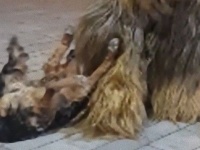 モフとモフの出会い。チューバッカと犬、ハロウィンの夜に出会う。その様子に関する海外の反応