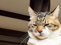 「何年も修行された雰囲気」「ゾーンに入っている」　悟りを開いてそうな猫に3.1万人合掌