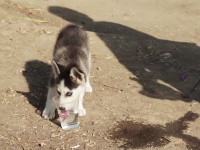 子犬を抱えて500km！シリアからギリシャまで歩いた、シリア難民の17歳少年