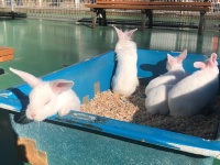 【卯年】ふれあい動物園で「ウサギとの正しい触れ合い方」を教えてもらった件【なので】