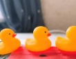 「心がギュッとなった」「いつまでも見てしまう」　赤ちゃんのお腹で〝泳ぐ〟アヒル部隊に4.5万人もん絶