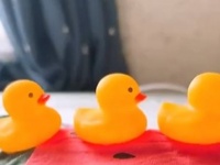 「心がギュッとなった」「いつまでも見てしまう」　赤ちゃんのお腹で〝泳ぐ〟アヒル部隊に4.5万人もん絶