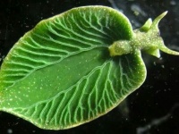 吠えない犬、暖かい血が流れる魚。奇妙な生態を持つ6つの生き物