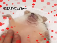ハリモフヘブン！おなかをモフられとろけるハリネズミ