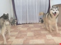 我が子と会えた喜びに興奮を抑えきれないハスキーの父親とそれをたしなめる母親