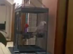 【１８禁】このオウム、どうやら男女の寝室で飼われている模様…