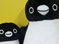 Suicaのペンギン〝卒業発表〟翌日に「Pensta上野」に行ってみた　ECサイト大混雑の中、実店舗の状況は？