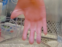 研究室で育てる手袋のようにフィットする移植用「人工皮膚」を開発