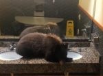 こりゃたまげるわ…！　アメリカのホテルにクマが侵入。