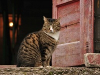 死んだはずの猫が生きていた！交通事故にあった飼い猫を火葬した数日後、フラッと家に現れる