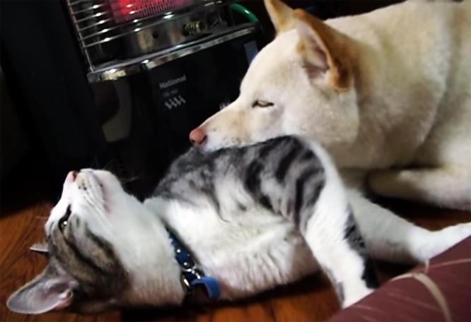 neko-inu1