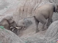 象のリーダーは仲間思い。川岸を登れない赤ちゃん象を牙でやさしく支えて助けてあげる