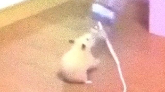 セルフでライブか？ハムスターがペットボトルをふりふりする姿に海外掲示板が大喜び