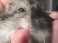 いつもお世話になってるんで。人間を愛情込めてマッサージするハムスター