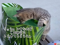 作戦に使わせてもらう！女性の紙袋に侵入した猫のミッションとは？