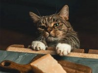 ルネッサンス絵画にしか見えない！今を生きる猫たちの画像