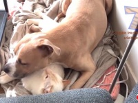 もしかしてこの猫、自分を犬だと思っている？仲良しワンニャン総集編