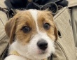 「乗ってく？って言ってそう」「絶対左手でハンドル握ってる」　飼い主を〝乗りこなす〟子犬のポーズに3万人破顔