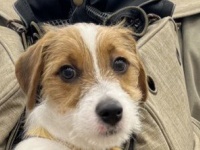 「乗ってく？って言ってそう」「絶対左手でハンドル握ってる」　飼い主を〝乗りこなす〟子犬のポーズに3万人破顔