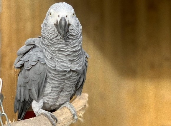 あらん限りの口汚い言葉で悪態をつく動物公園のヨウム、子供に悪影響が出ると一般公開中止に(イギリス)