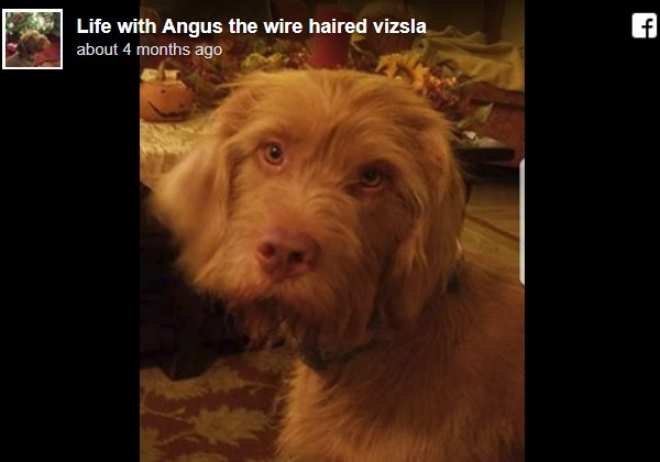 犬がカンザス州知事選に立候補→州政府はきっぱりとこれを却下