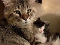 生涯のほとんどを路上で過ごしてきた老猫。保護された後、孤児となった子猫の救世主となる（アメリカ）