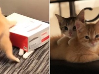 財務部門に勤務するオフィス猫が最小のコストで最高のパフォーマンスを発揮していた件（アメリカ）