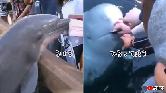 奪うイルカあれば拾うイルカあり。人間の持つiPad、iPhoneに対するイルカの対応（訂正済み）