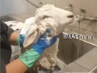 犬？猫？いいえ羊です。グルーミングサロンの窓越しから人々を驚かせていたのはペットの羊だった！