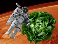 ポパイにほうれん草、宇宙飛行士にレタス。特殊な宇宙産のレタスが宇宙飛行士の骨量減少を防ぐ