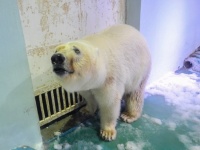ショッピングセンターに閉じ込められ、世界一悲しそうなホッキョクグマが生まれ故郷に帰れることに（中国）