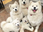 サモエド犬の中に１匹変わった子がいる？一体この子は…サモエドなの？