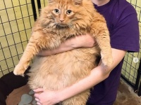 飼い主が認知症、餌を与え続けた結果16kgの巨大猫に。施設に引きとられ減量にチャレンジ（アメリカ）