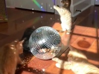 「今夜はパーリナイ！」「フッフゥ！」子猫たちのサタデーニャイトフィーバー
