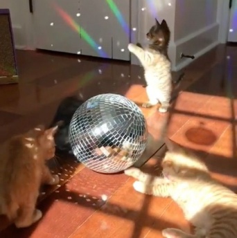 「今夜はパーリナイ！」「フッフゥ！」子猫たちのサタデーニャイトフィーバー