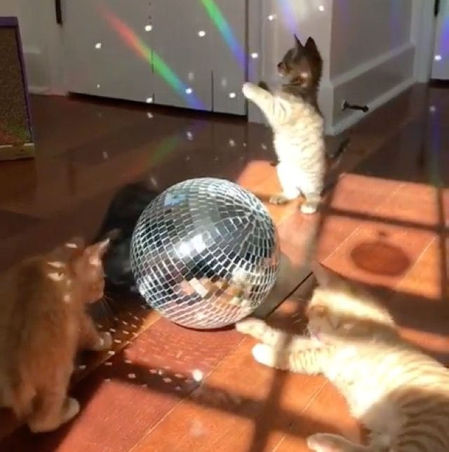 「今夜はパーリナイ！」「フッフゥ！」子猫たちのサタデーニャイトフィーバー