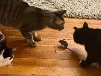 まじかよ。猫3匹がネズミを取り囲むも、肉球ひとつ出ない雰囲気の様子