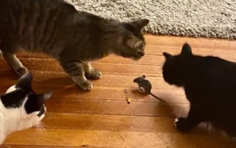 まじかよ。猫3匹がネズミを取り囲むも、肉球ひとつ出ない雰囲気の様子