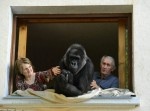 【こう見えて甘えん坊】ゴリラと１８年間生活している老夫婦の愛情