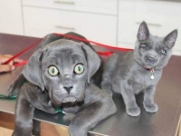 違和感あったりなかったり。犬と猫の顔だけを入れ替えてみた7枚のコラ画像
